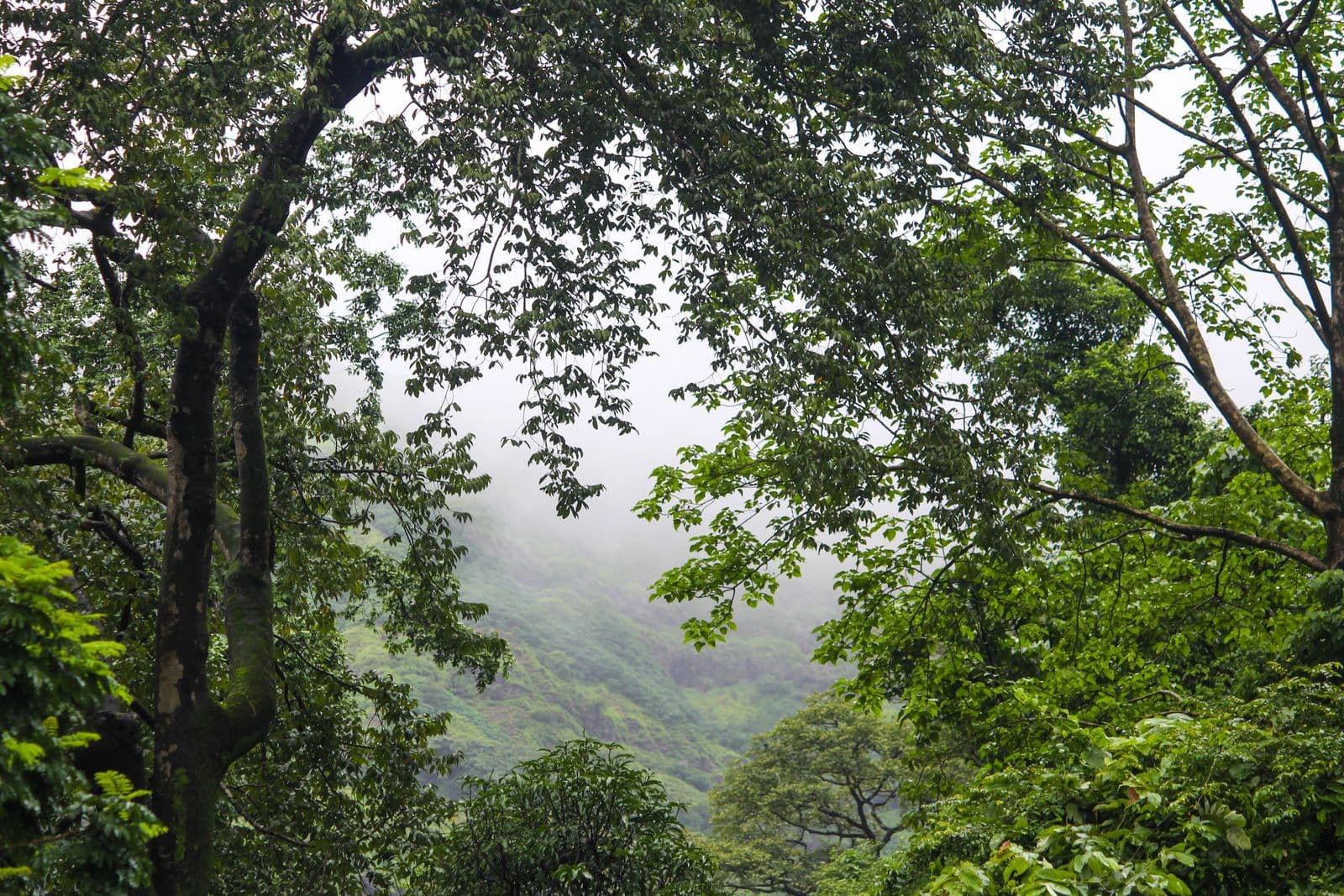 Dense green forest with mist over the hills